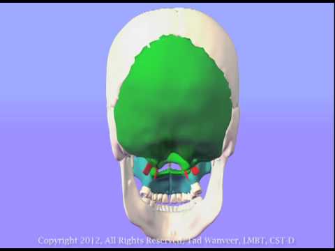 Maxillae, Palatines, and Hard Palate, by Tad Wanveer, LMBT, CST-D