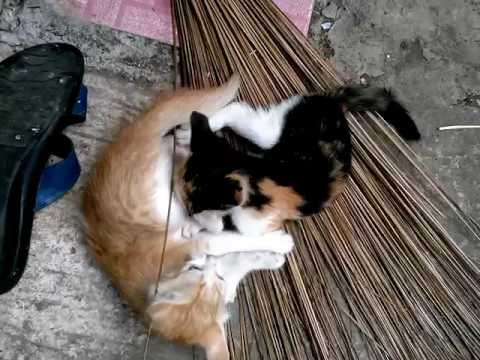cute kitten 10-fight