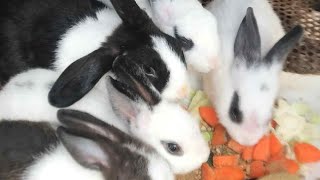 Beautiful family bunnies