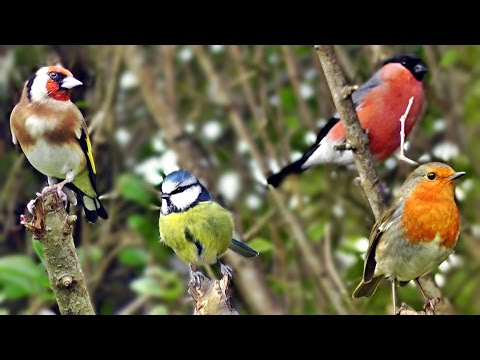 download lagu mp3 mp4 Abi Robins Fly, download mp3 Abi Robins Fly free downloadn, video klip Abi Robins Fly