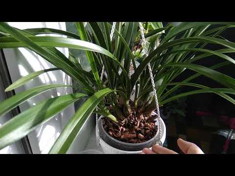 Семено росички схоже на тріпси. Шокуюча історія 😱 зі щасливим кінцем 😂