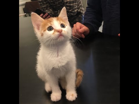 Kittens Serenaded By UVA Virginia Gentlemen