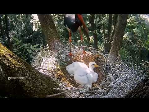 Hungarian BS~Tobias is fishing-Storklets first time alone~ 2018/05/21