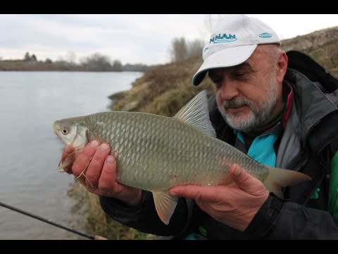 FEEDEROM NA KANALU HE DONJA DUBRAVA - Ninoslav Žagar