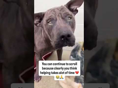 paypal link in bio to donate anything little you  #NYC#LosAngeles#Chicago#Texas#Florida#california