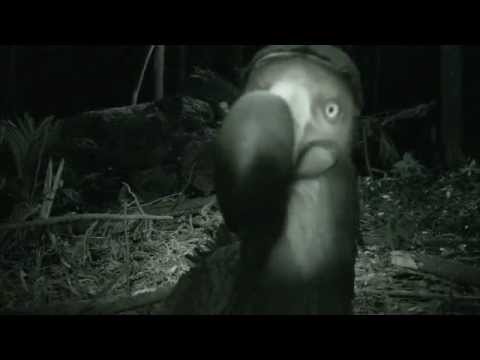 A verdade sobre o Dodô (The truth about Dodo)