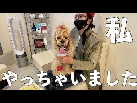 犬が殺鼠剤を食べてしまいました。どうすればよいですか?