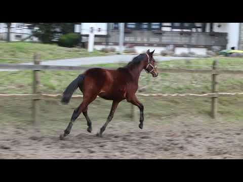 Gabrielle (Galaxy x Rock Forever)*2020