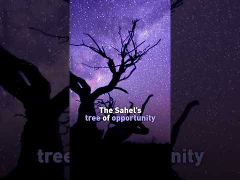 Baobab fruit’s role in a greener Sahel