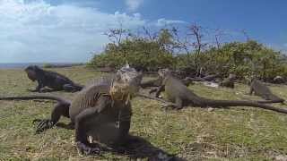 preview picture of video 'Iguanes delicatissima la désirade Destination Guadeloupe'