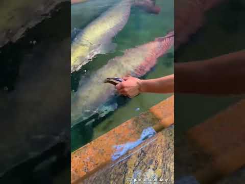 ALIMENTANDO OS MONSTROS 😍 #pirarucu #arapaima #aquarismo #aquario #fish #pirarara #aquarium