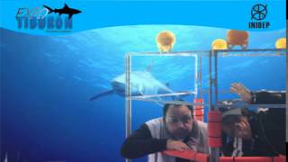 DIA 3 Expo Tiburon99