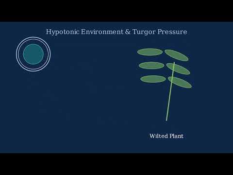Hypotonic Solution – Definition, Importance, Examples - Video