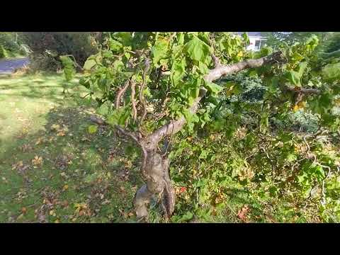 Corkscrew hazel Corylus Avellana "Contorta" Rootplants.co.uk