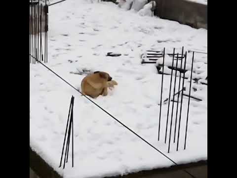 كلب كالينوا يلعب بالثلوج Malinoa dog playing with snow