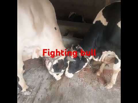 #music #love #animals  healthy cattlr