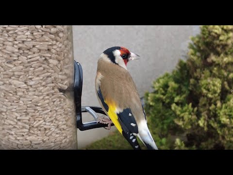 Bird Feeder camera in Aberdeenshire,  UK