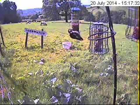 Kestrel attacks young woodpecker