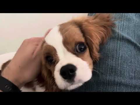 Charlie our Cavalier King Charles is tired