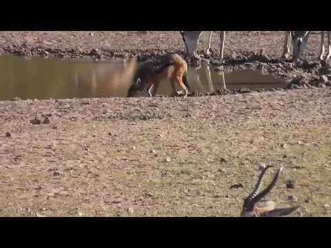 Very busy water hole in Kgalagadi(14 th)