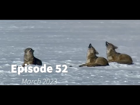 Wildlife Wednesday Monthly Round Up - March 2023