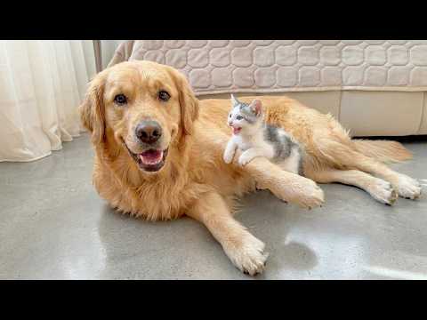 Impossible Not to Laugh 🤣😹 Funniest Cat Clips 2026 | Cute, Viral & Hilarious Cats Compilation