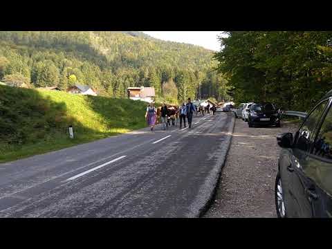 Almabtrieb Bad Ischl 9.10.2021