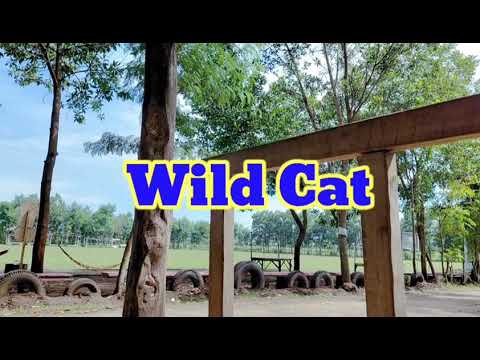 KUCING KAMPOENG SOKADANA