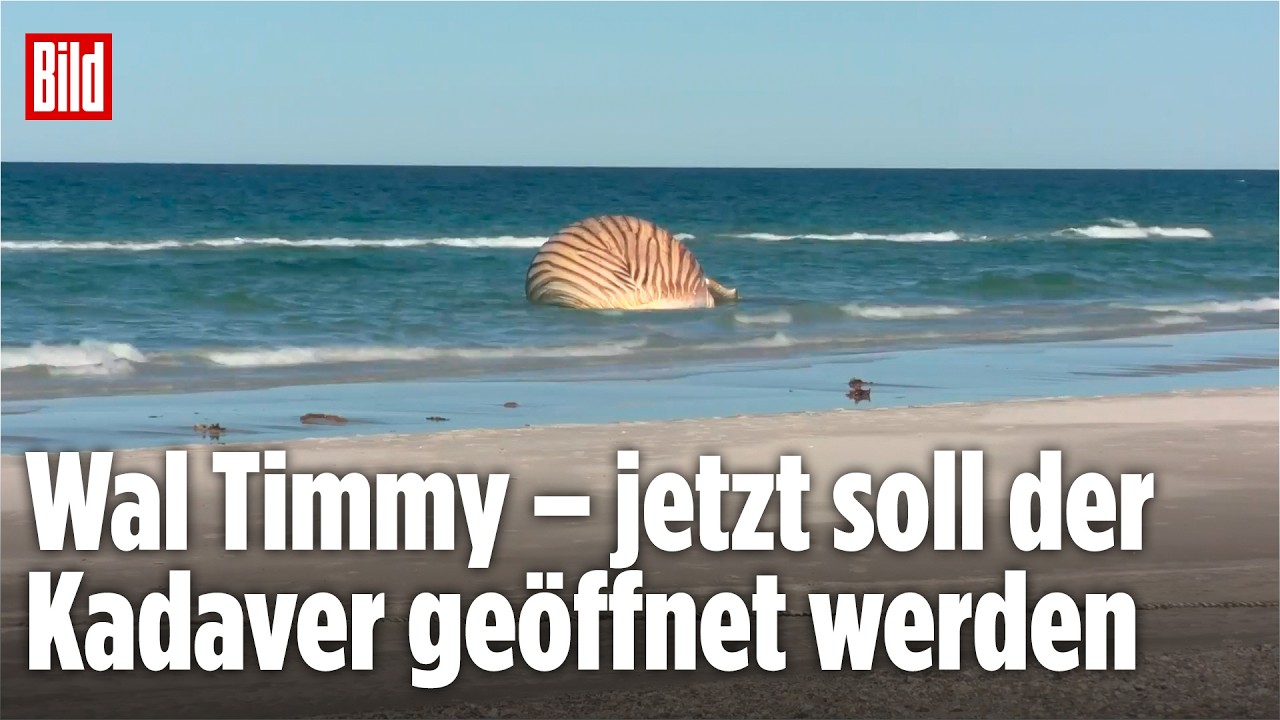DÄNEMARK: Forscher wollen Timmys Todesursache klären