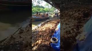 Download lagu Perahu Jukung bongkar muatan kelapa#short# mp3