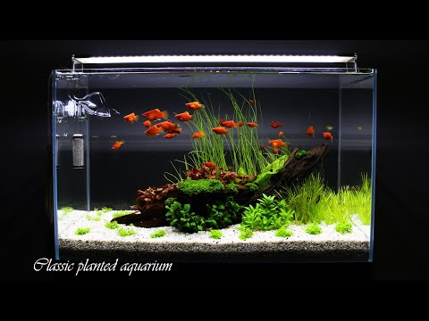 CLASSIC PLANTED AQUARIUM | Step By Step | Aquascaping