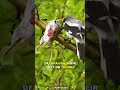 Shrike | The Butcher Bird