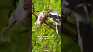 Download lagu Burung Shrike | Burung Jagal mp3