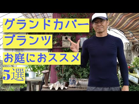 バラの茂みの根元にあるグランドカバーは何ですか?マルチの種類と技術の関連性  庭園