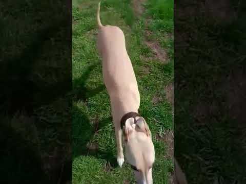 Batson's Happy Dogs video.