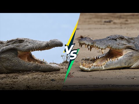 Saltwater Crocodile vs Nile Crocodile: A Comparison of Two Apex Predators