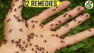 NATURAL ANT REMEDIES: How to get rid of Ants at Home and Garden – Top 12 Ant Killer Ways
