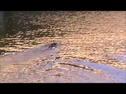 Hakon von der teufelskehule