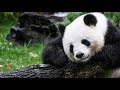 Berliner Zoo Pandadame Meng Meng Ist Schwanger