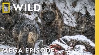 Following Wild Wolf Packs | Yellowstone Wolf Dynasty MEGA Episode | Nat Geo Animals