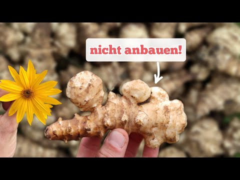 The unpleasant truth about Jerusalem artichokes in the (permaculture) garden.