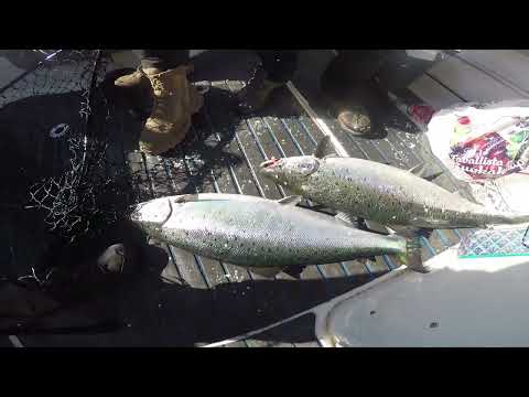 Loskapaukut - Hieno Harrastus osa 2