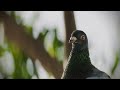 Pigeon Flight Blender Animation