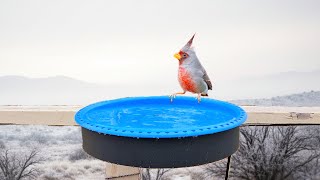 Best Bird Lover's Christmas Gift! ๐ฆ My Heated Bird Bath ๐ Bird Videos!