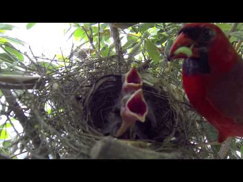 The Cardinals of North Andover