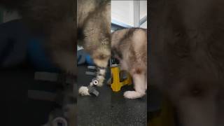 Download lagu Before and after using WIMBA - meet Loki #alaskanmalamute #alaskanmalamutes #wimba #petorthotics mp3 Download lagu Before and after using WIMBA - meet Loki #alaskanmalamute #alaskanmalamutes #wimba #petorthotics mp3