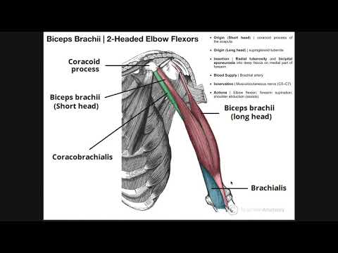 Ízületi brachialis artrosis