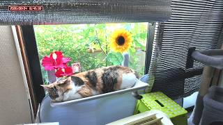 三毛猫フミちゃん　 LIVE配信　2026年8月4日　calico cat　(LIVE stream)
