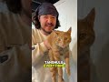 Tanghulu My Cat!