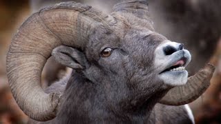 preview picture of video 'Bighorn Sheep and their Babies in the Rock Creek Valley, Montana'